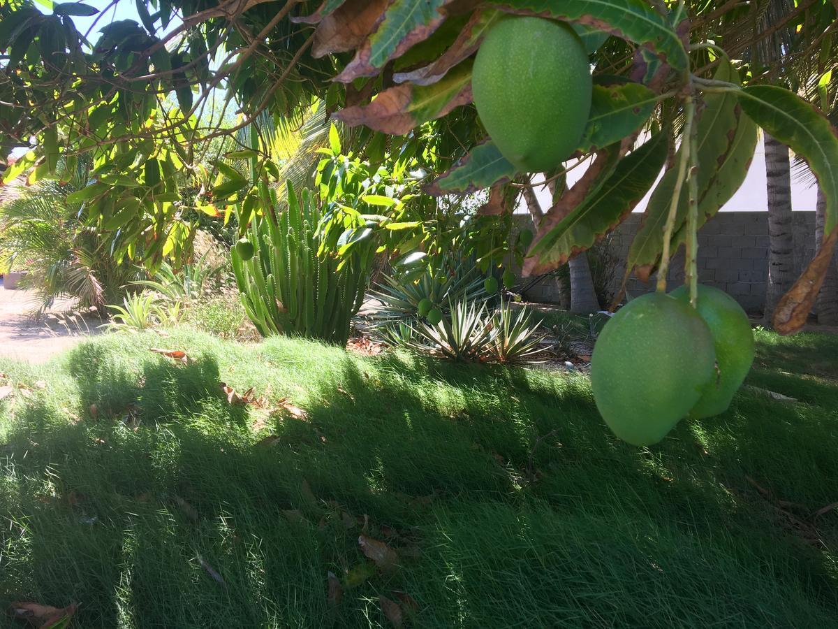 Bubali Gardens Διαμέρισμα Παλμ Μπιτς Εξωτερικό φωτογραφία